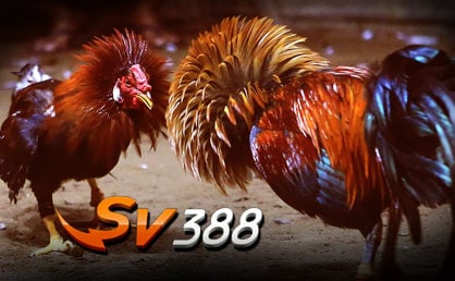 SV388 ไก่ชน
